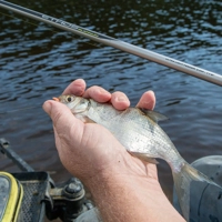 Matrix Ethos Platinum Ultra Light Feeder Rods